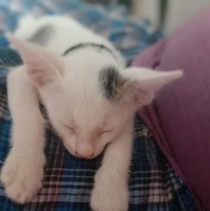 Meet your Posher, Ravi kumar